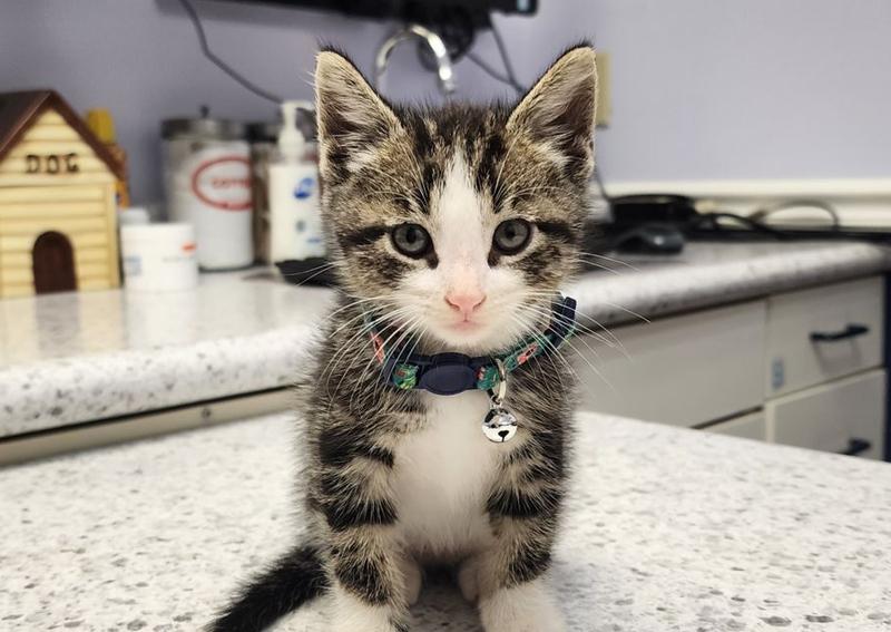 Carousel Slide 5: Puppy and Kitten Spay and Neuter Surgeries