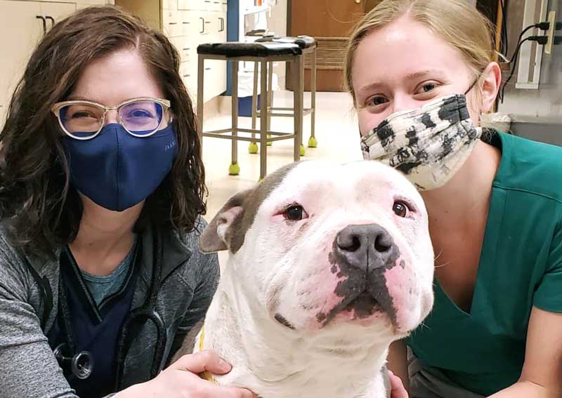 Veterinary care for dogs in Columbia, MO